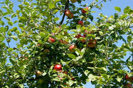 Archehof Herbstanlass Äpfel