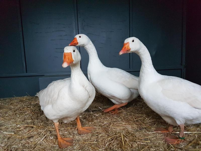 Diepolzer Gänse (38).jpg