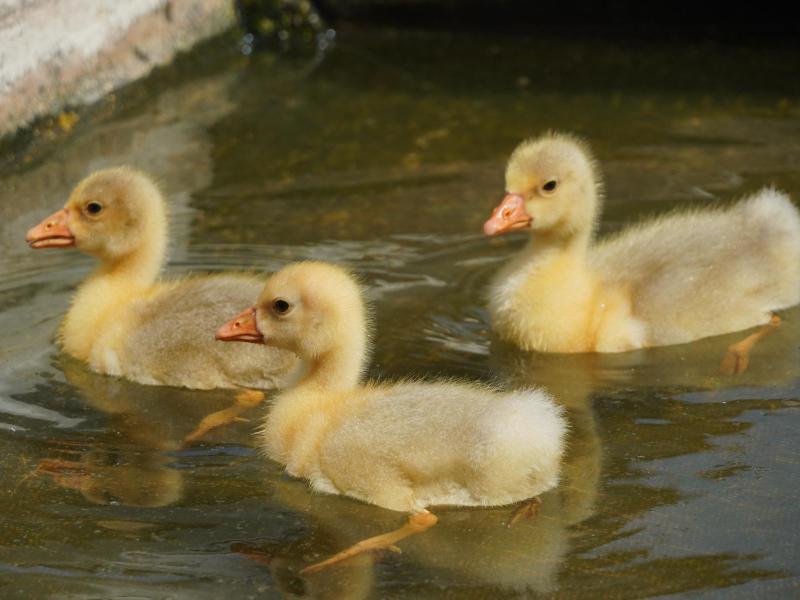 Diepolzer Gänse (28).JPG