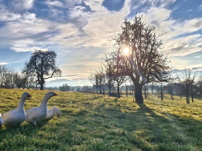 Diepholzer Gänse Archehof Hildisrieden