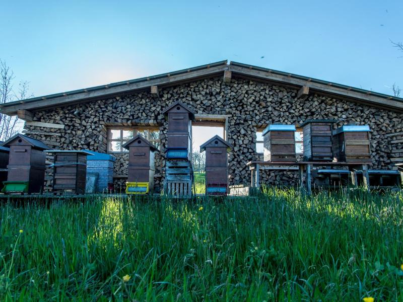 Dunkle Biene Archehof Hildsirieden