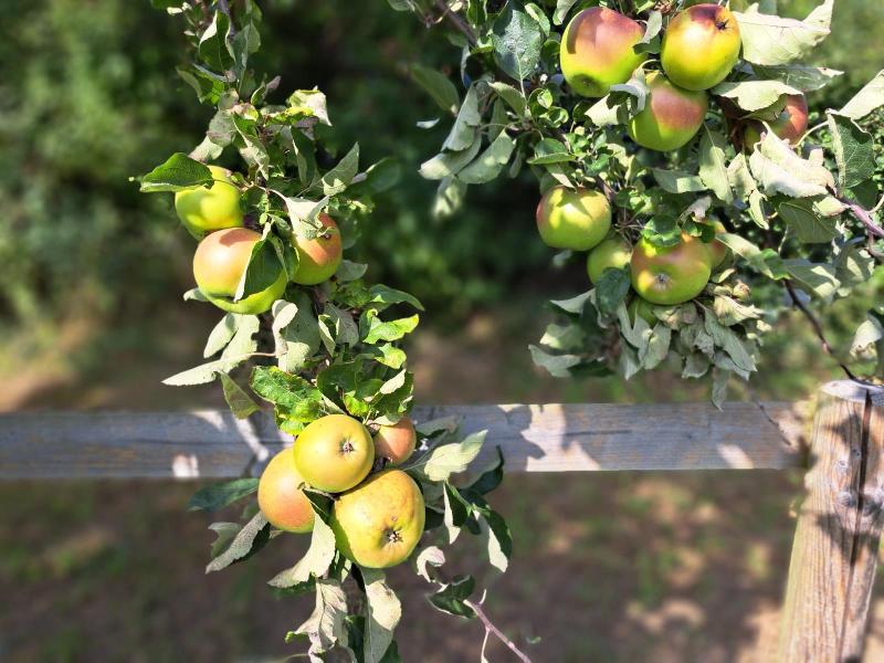 Grüner Fürstenapfel.jpg